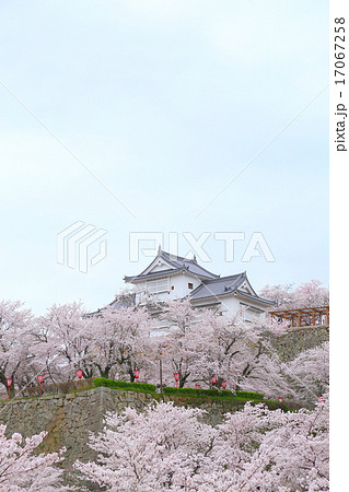 岡山県 津山城、満開の桜 岡山県 津山城、満開の桜 17067258