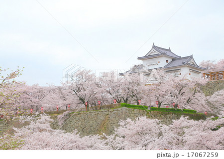 岡山県　津山城、満開の桜 17067259