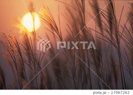 曽爾高原のススキ 曽爾高原のススキ 17067262