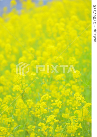 菜の花 菜の花 17067530