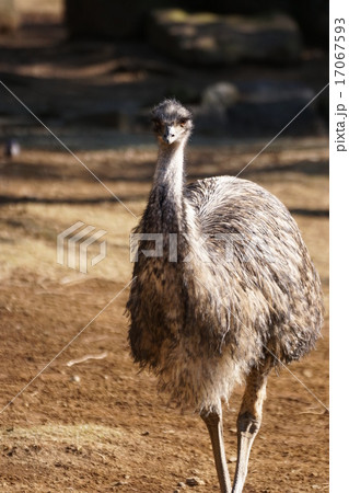 エミュー8 エミュー8 17067593