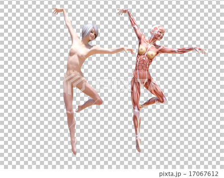 Nude female and muscle specimen perming3DCG illustration material 17067612