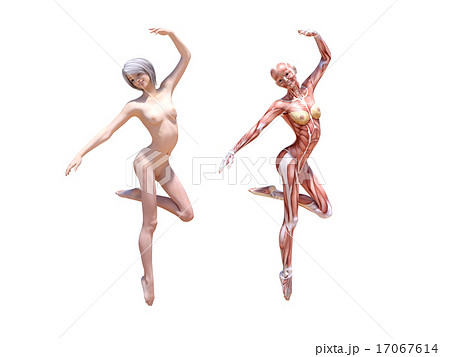 ヌードの女性と筋肉標本 Perming3dcgイラスト素材のイラスト素材 ヌードの女性と筋肉標本 Perming3dcgイラスト素材のイラスト素材