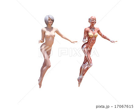 ヌードの女性と筋肉標本　perming3DCGイラスト素材 17067615