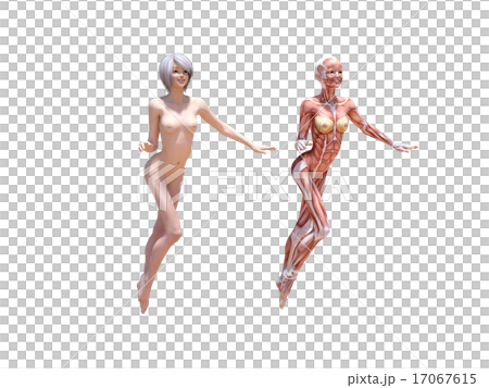 ヌードの女性と筋肉標本　perming3DCGイラスト素材 17067615