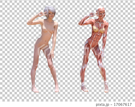 ヌードの女性と筋肉標本　perming3DCGイラスト素材 17067617
