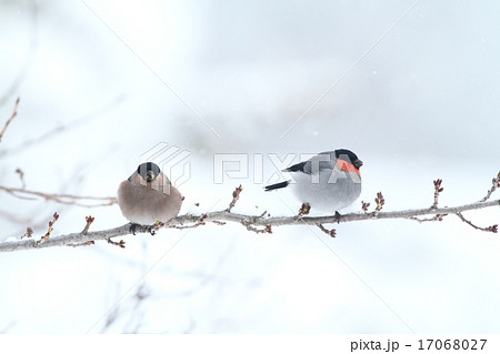 冬芽を食べるウソ 17068027