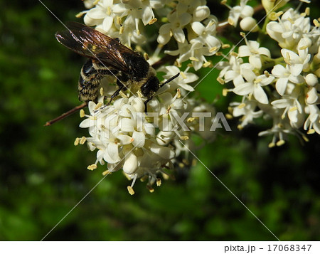 蝶や蛾の幼虫の他 木の樹液や花の蜜もアシナガバチの成虫にとっては大切な餌となる の写真素材