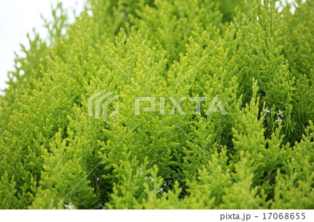 このてがしわ 17068655