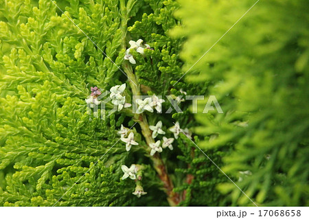 コニファーの花 17068658