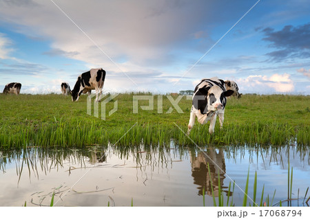 cow grazing on pasture by river cow grazing on pasture by river 17068794