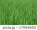 稲 17069400