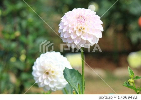神代植物公園のダリア　おとぎ話 17069432