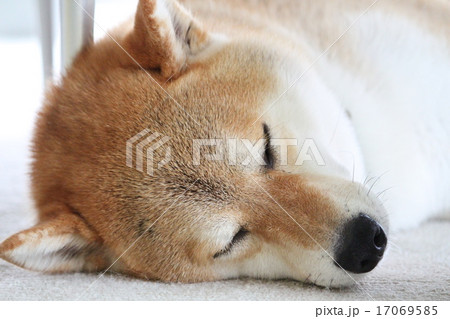 柴犬の寝顔 17069585