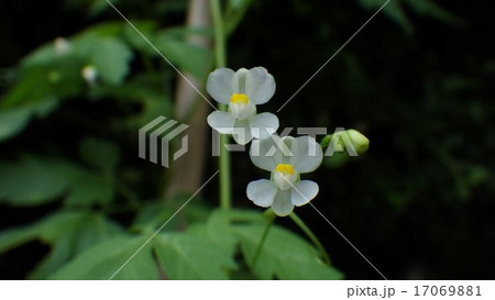 フウセンカズラの花 17069881