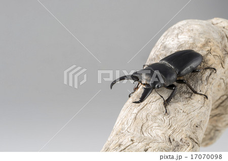 ヒラタクワガタ 17070098