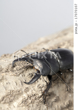 ヒラタクワガタ ヒラタクワガタ 17070107