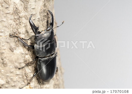 ヒラタクワガタ 17070108