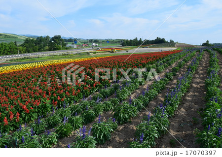 かんのファーム 17070397