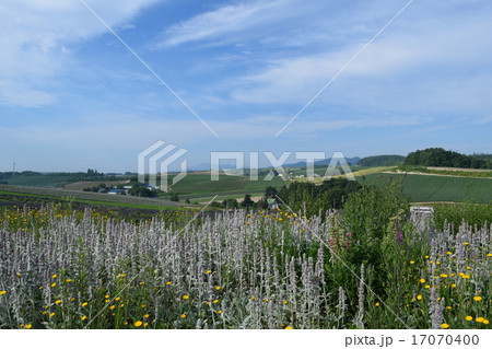 かんのファーム 17070400