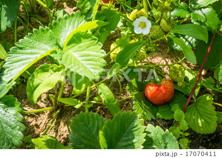 Stawberry in a garden Stawberry in a garden 17070411