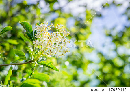 Elderberry flower in a garden Elderberry flower in a garden 17070415