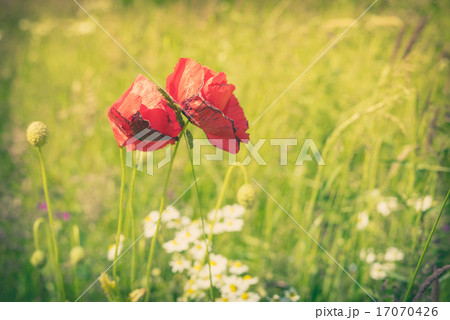 Poppy flowers on a meadow 17070426