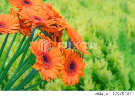 Gerbera flowers on green background 17070437
