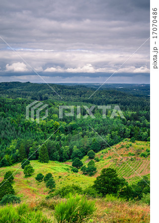 Landscape with pine trees in cloudy weather 17070486
