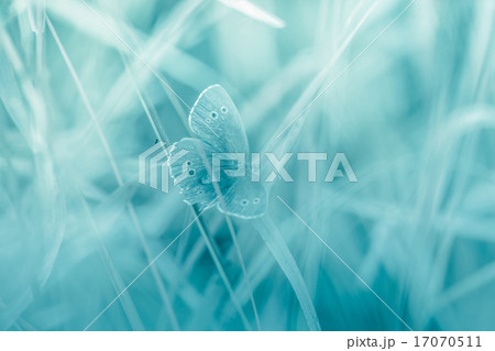 Butterfly on a toned background 17070511