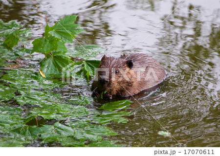 The funny beaver in the lake 17070611