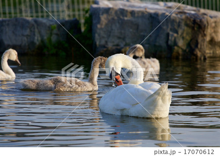 The young family of the swans 17070612