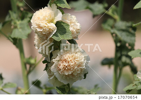 タチアオイ タチアオイ 17070654