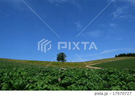 五本の木 17070727