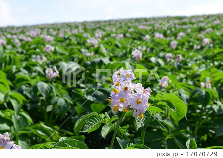 かんのファーム 17070729