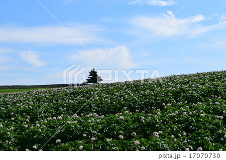 かんのファーム 17070730