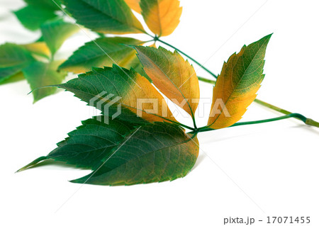 Multicolor grapes leaves 17071455
