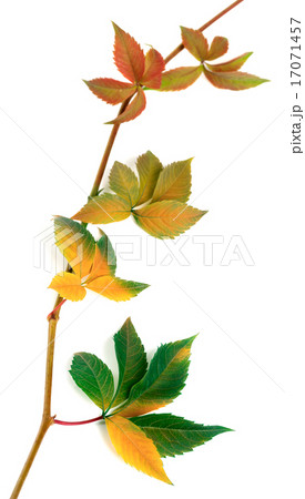 Multicolor autumnal twig of grapes leaves 17071457