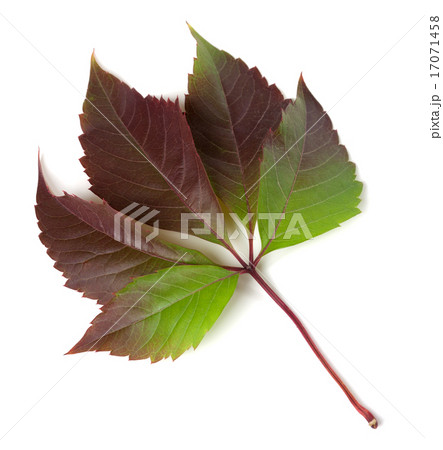 Multicolor autumnal virginia creeper leaf 17071458