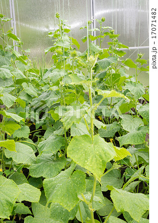 cucumber growing in the garden 17071482