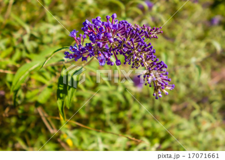 Buddleia butterfly bush a genus Buddleia butterfly bush a genus 17071661