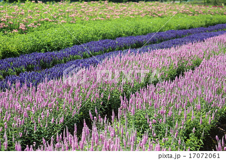 ベロニカのお花畑 17072061