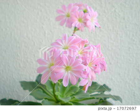 レウィシア 17072697