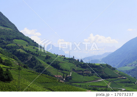 サンタ・マッダレーナの丘　santa　maddalena 17073237