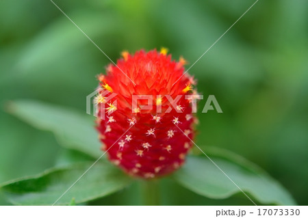 千日紅 17073330
