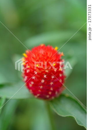 千日紅 17073331