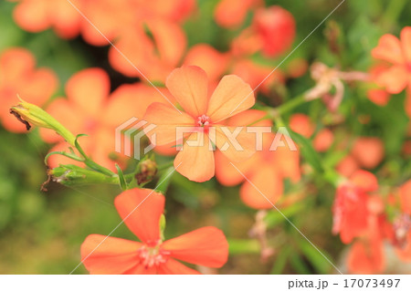 フシグロセンノウの花 フシグロセンノウの花 17073497