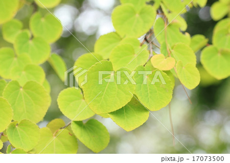 カツラの葉 17073500