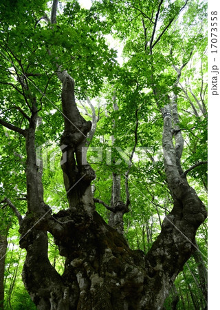 秋田県鳥海山獅子ケ鼻湿原のあがりこ大王(奇形ブナ) 秋田県鳥海山獅子ケ鼻湿原のあがりこ大王(奇形ブナ) 17073558