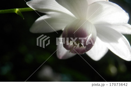 レンゲショウマ 17073642